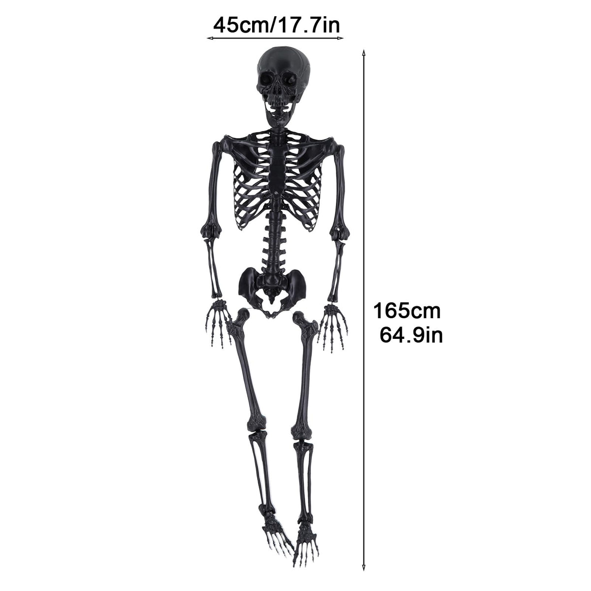 Life Size Posable Skeleton Prop Y350