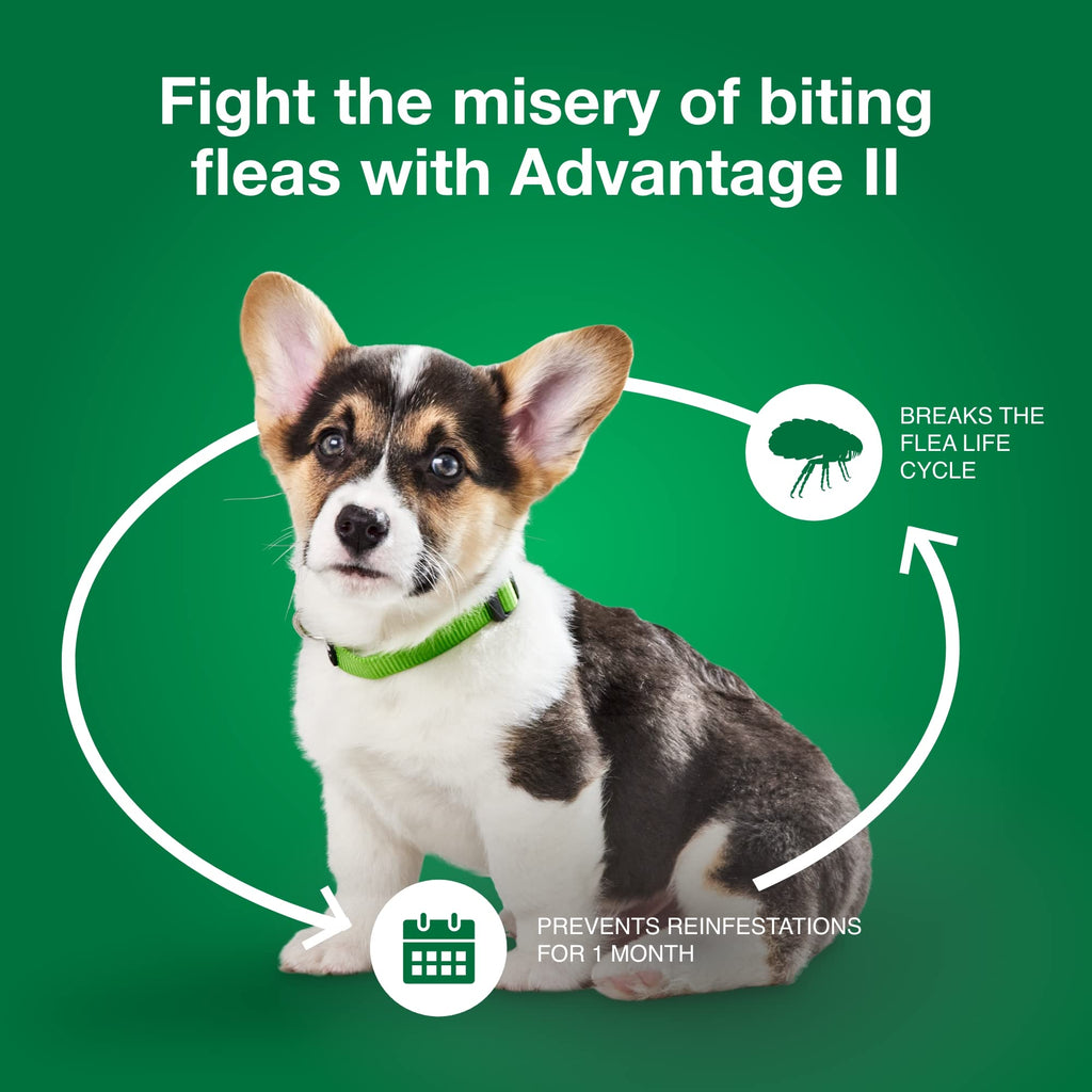 Small Dog Flea Treatment & Prevention 4-Month Supply B737056