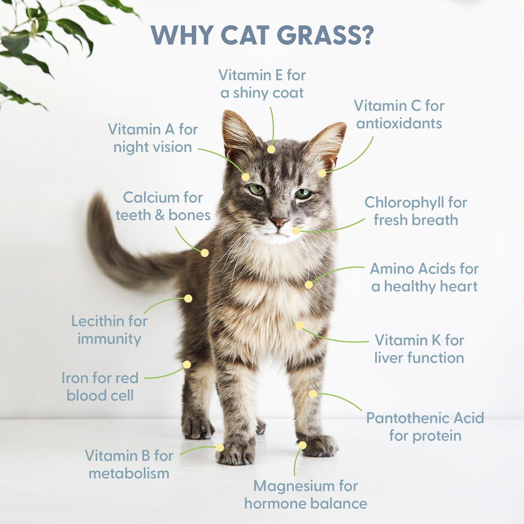 Organic Cat Grass Kit with Seed Mix, Soil and Ceramic Planter B557613