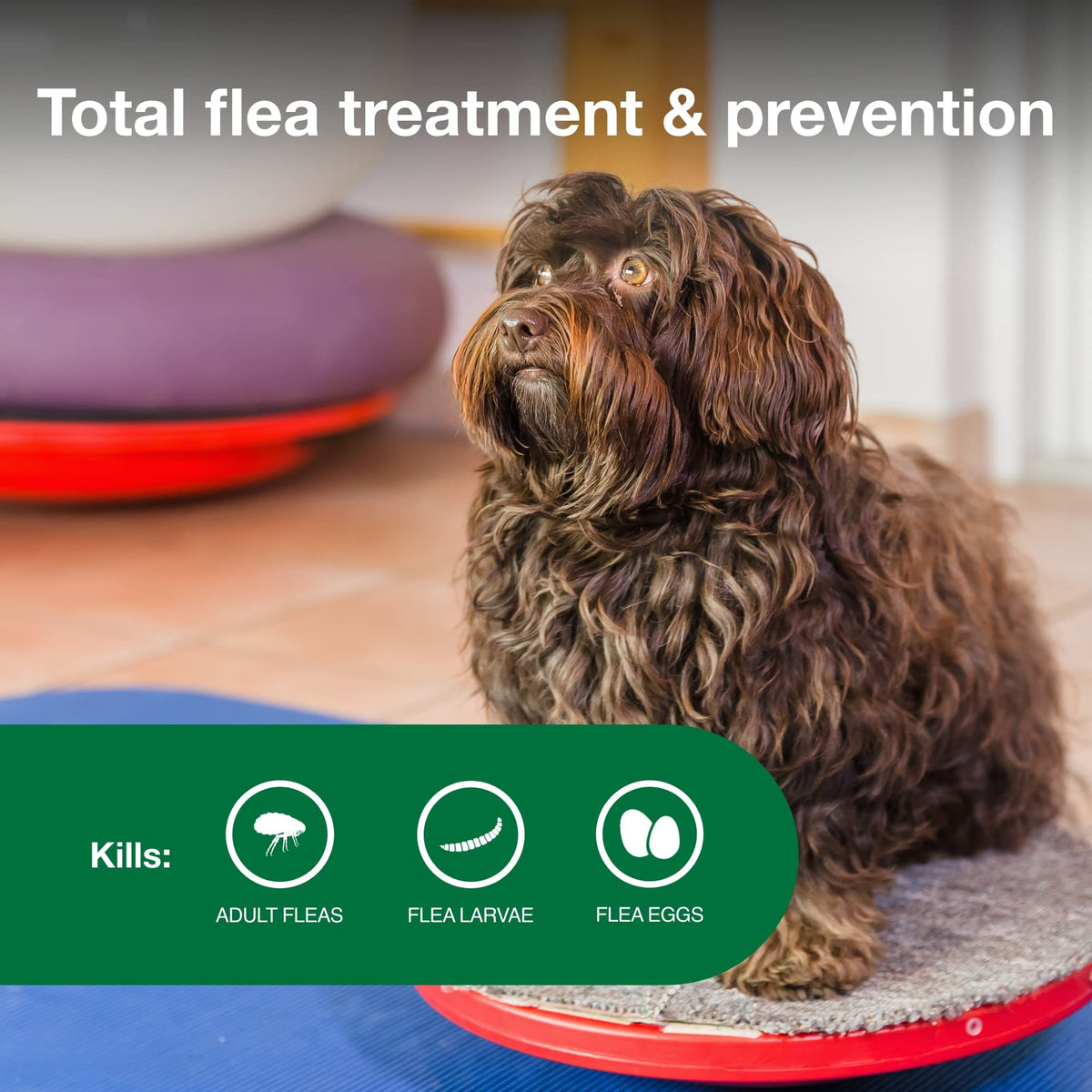 Small Dog Flea Treatment & Prevention 4-Month Supply B737056
