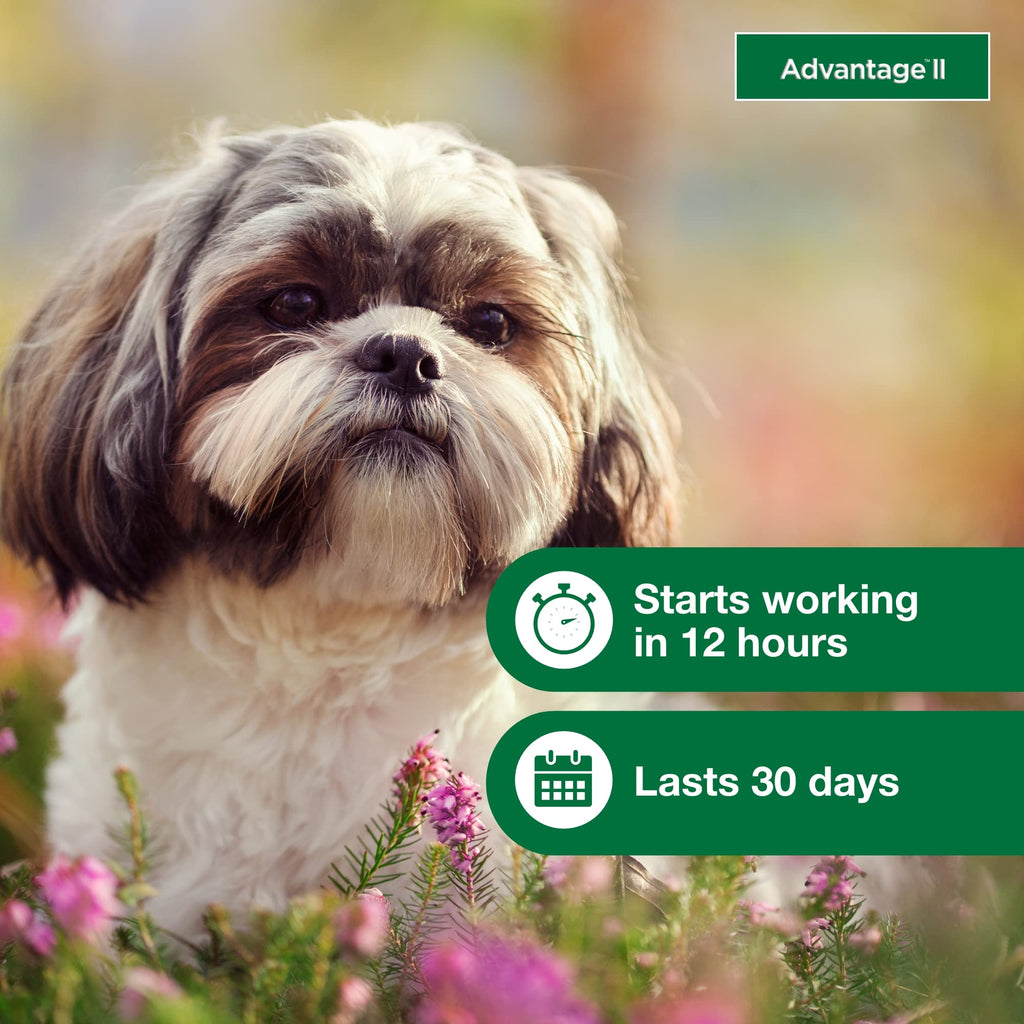 Small Dog Flea Treatment & Prevention 4-Month Supply B737056