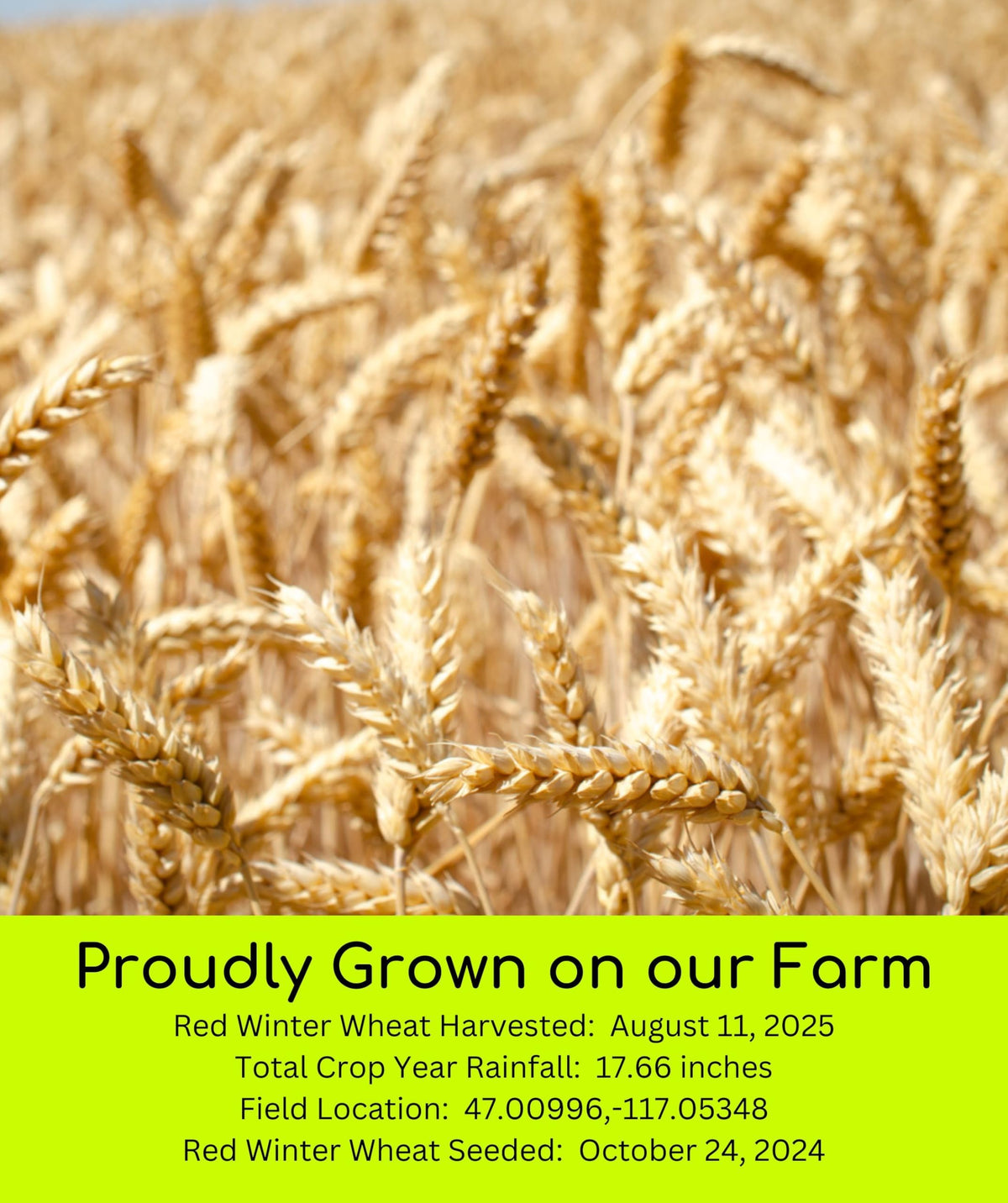 Hard Red Spring and Winter Soft and Hard White Wheat Berries 100 LBS C153983