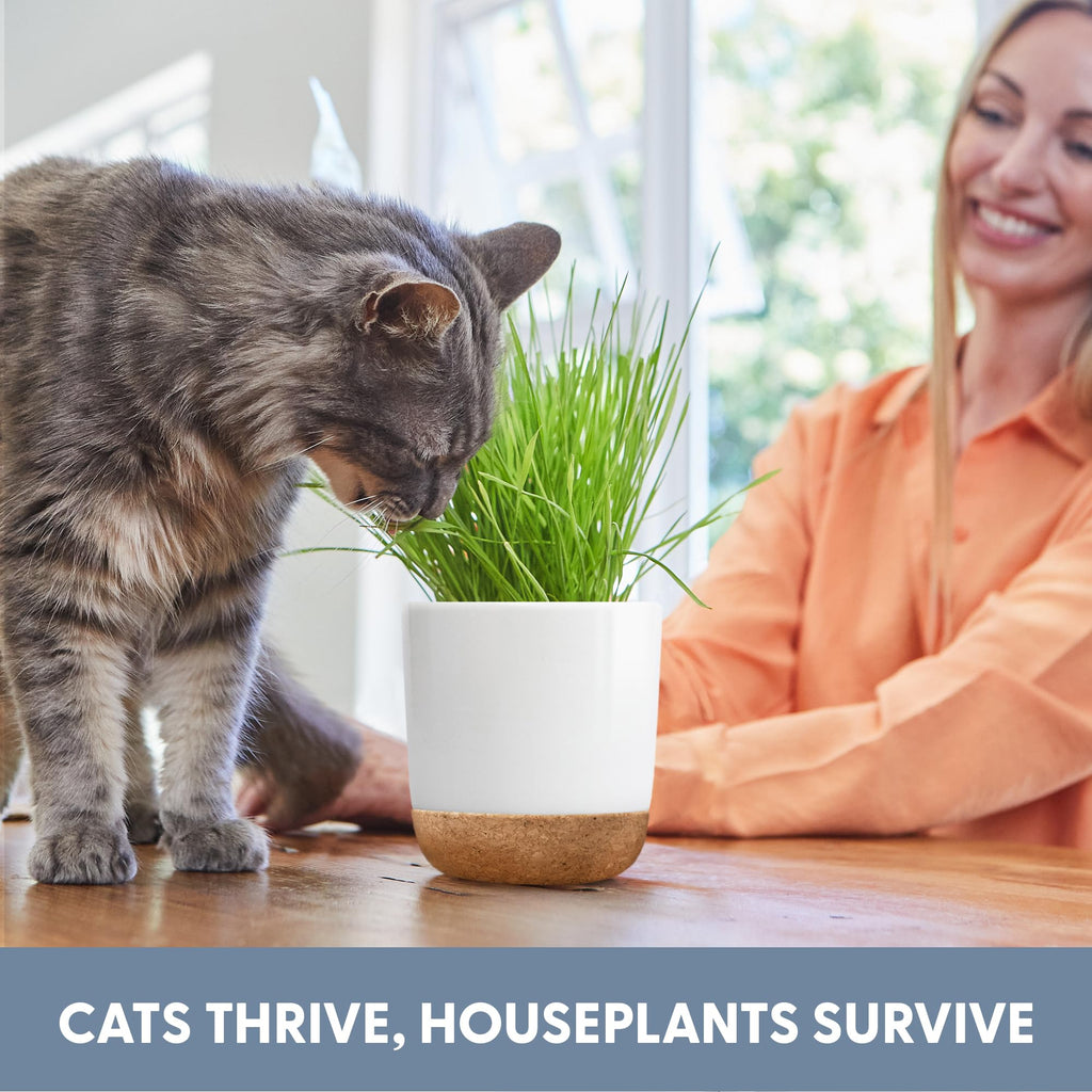 Organic Cat Grass Kit with Seed Mix, Soil and Ceramic Planter B557613