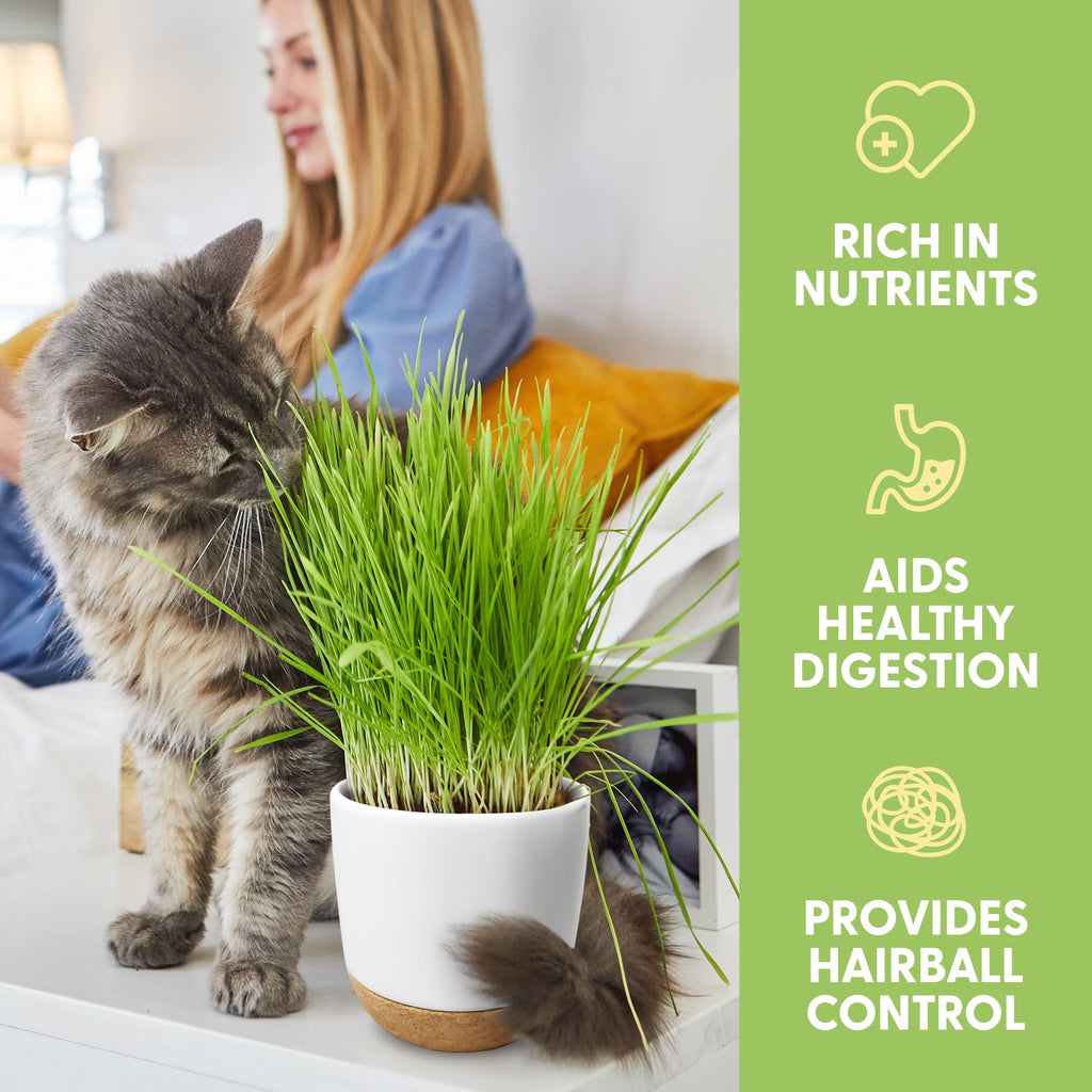 Organic Cat Grass Kit with Seed Mix, Soil and Ceramic Planter B557613