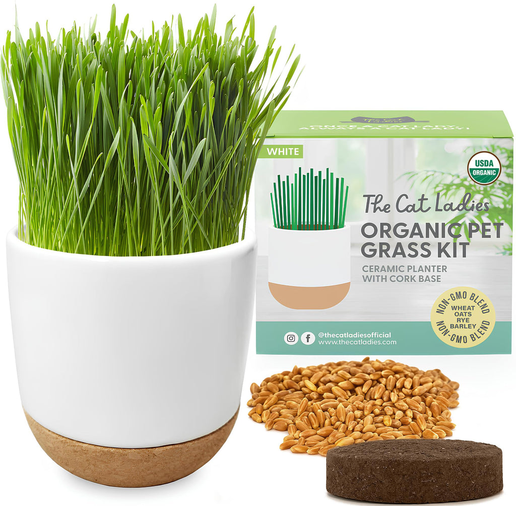 Organic Cat Grass Kit with Seed Mix, Soil and Ceramic Planter B557613