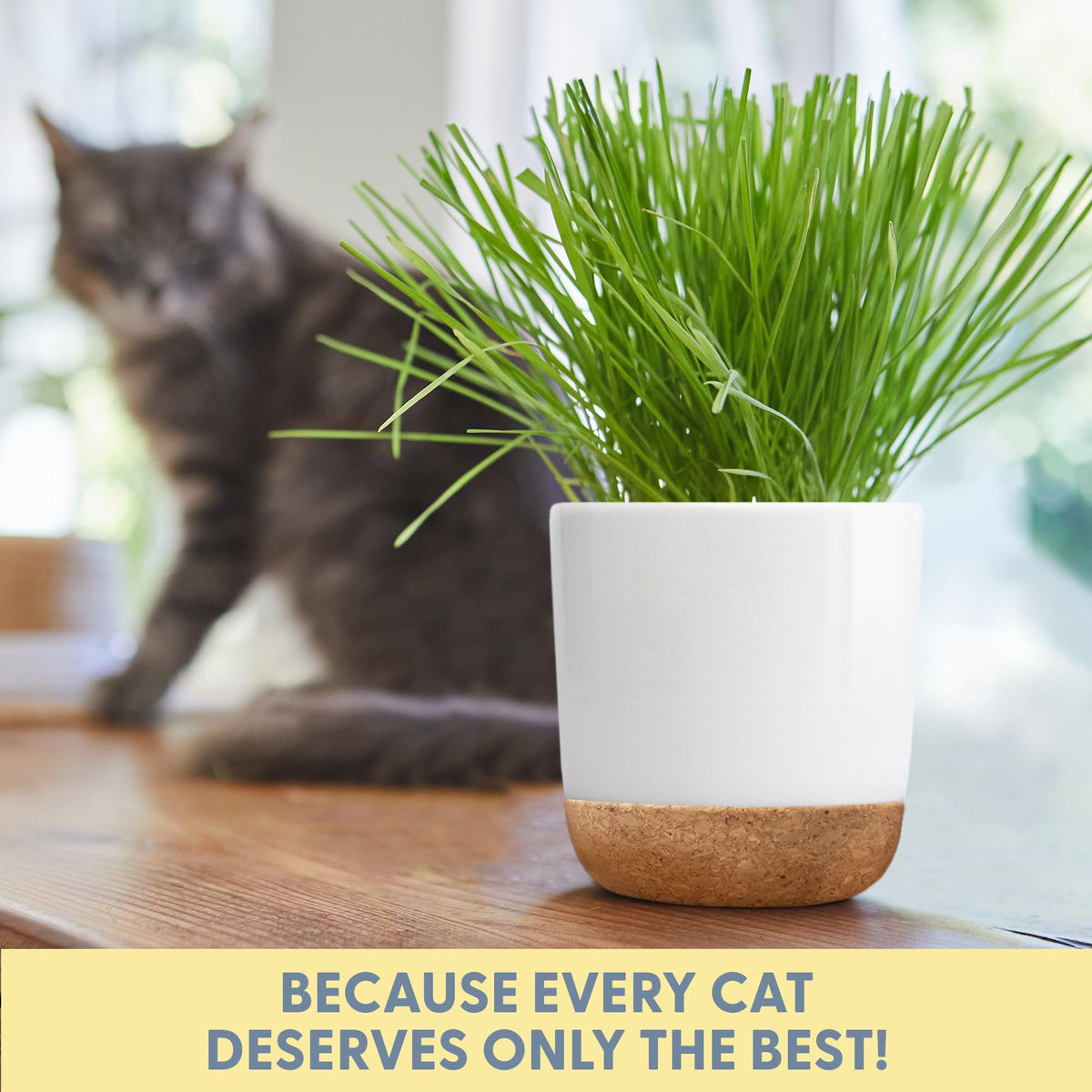 Organic Cat Grass Kit with Seed Mix, Soil and Ceramic Planter B557613