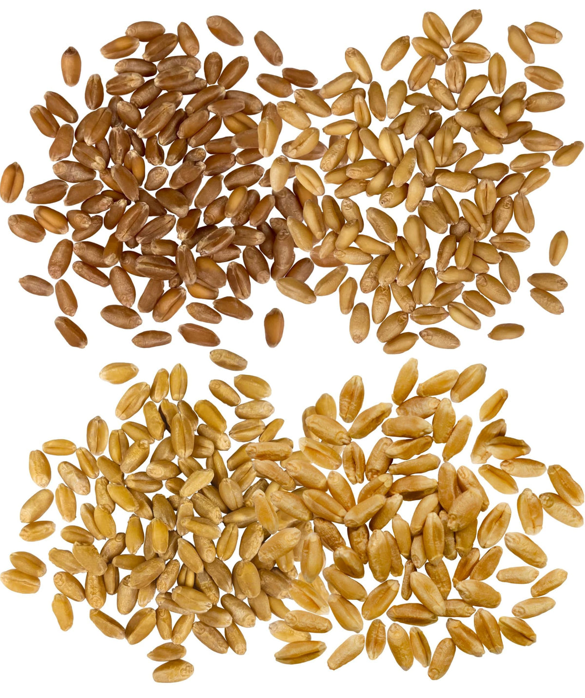 Hard Red Spring and Winter Soft and Hard White Wheat Berries 100 LBS C153983
